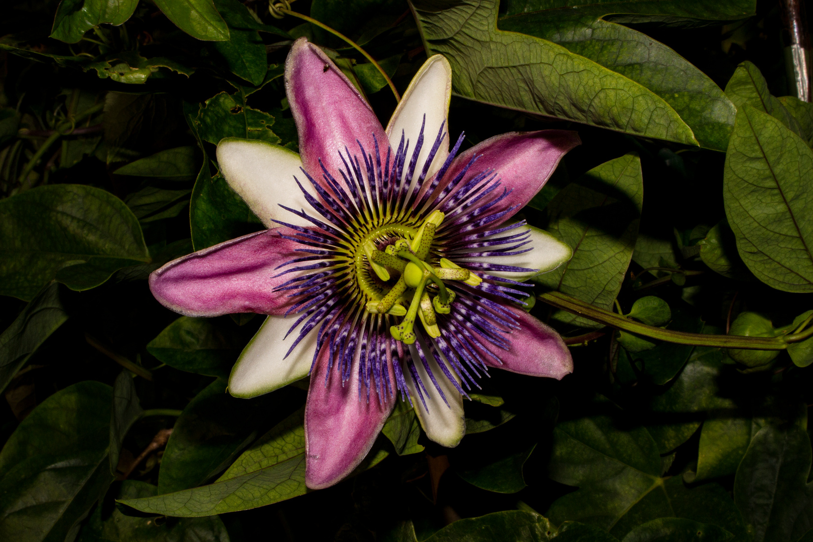 Passiflora x belotii ´Kaiserin Eugenie`