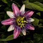 Passiflora x belotii ´Kaiserin Eugenie`