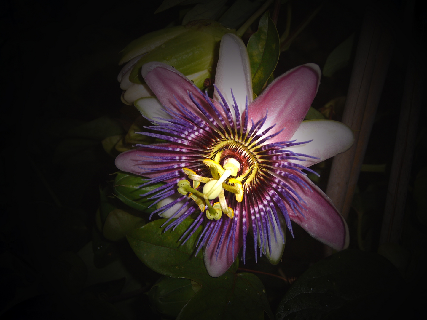 Passiflora x belotii ´Kaiserin Eugenie`