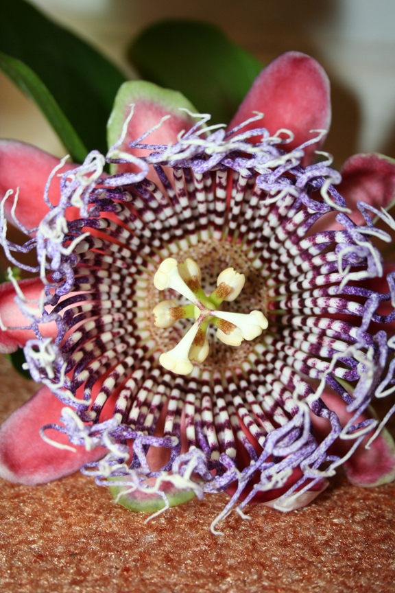 Passiflora x decaisneana