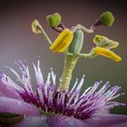 Passiflora x violacea