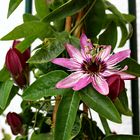 Passiflora x violacea