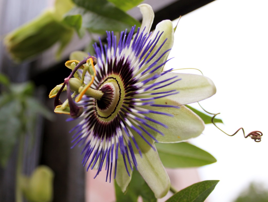 Passiflora Zerulea