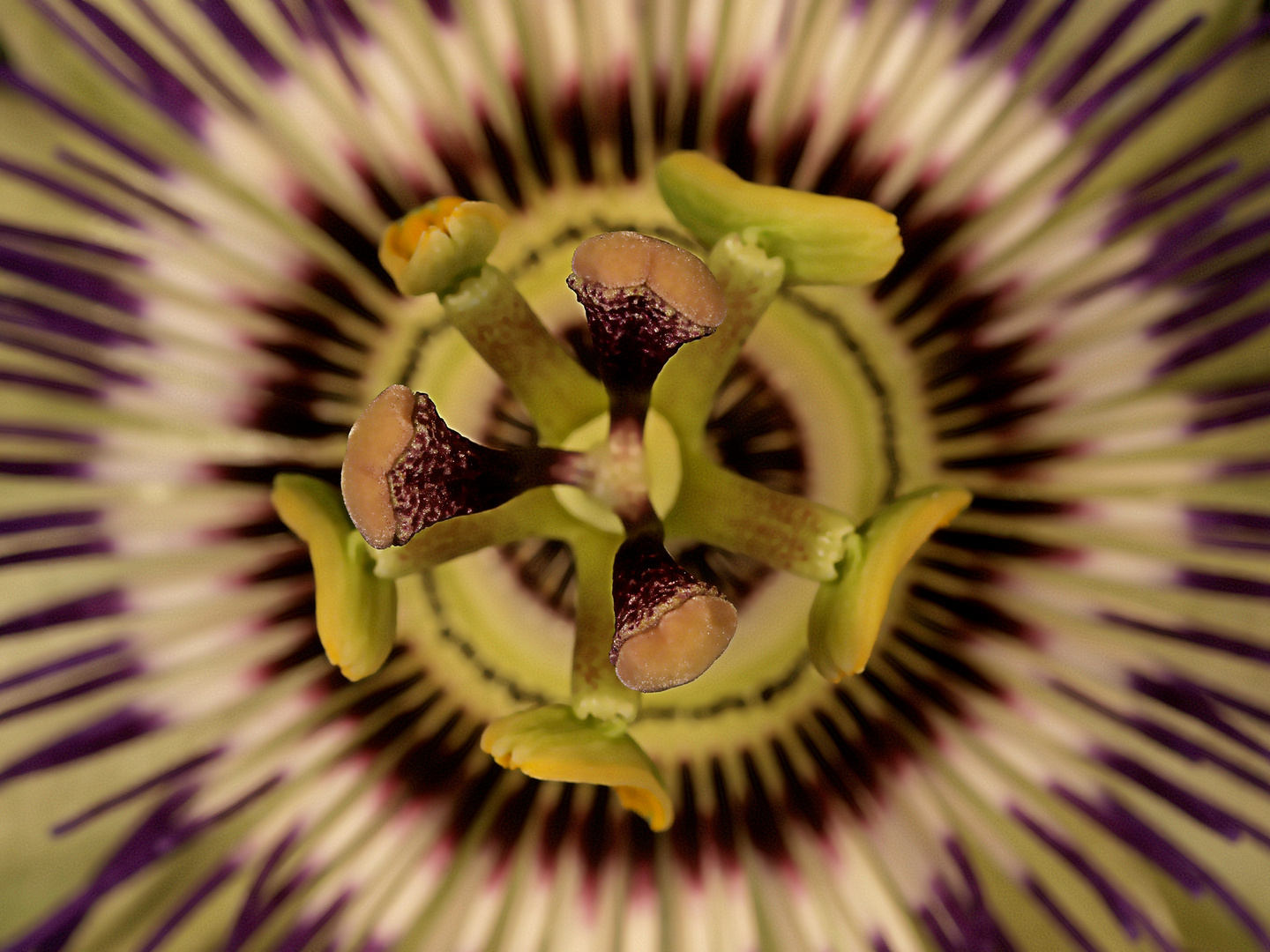 passiflora_2