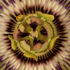 passiflora_2