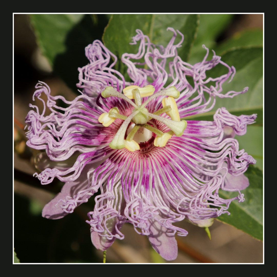 Passiflora_incarnata_2021_07_04_1_2