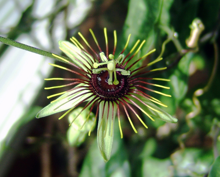 Passiflora`manta`