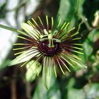 Passiflora`manta`