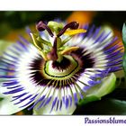 Passiflord caerulea