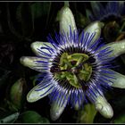 Passiflore bleue après la pluie  --  Passiflora caerulea --  Blaue Passionsblume nach dem Regen