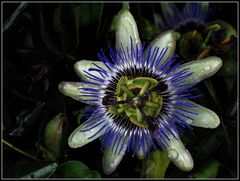Passiflore bleue après la pluie  --  Passiflora caerulea --  Blaue Passionsblume nach dem Regen