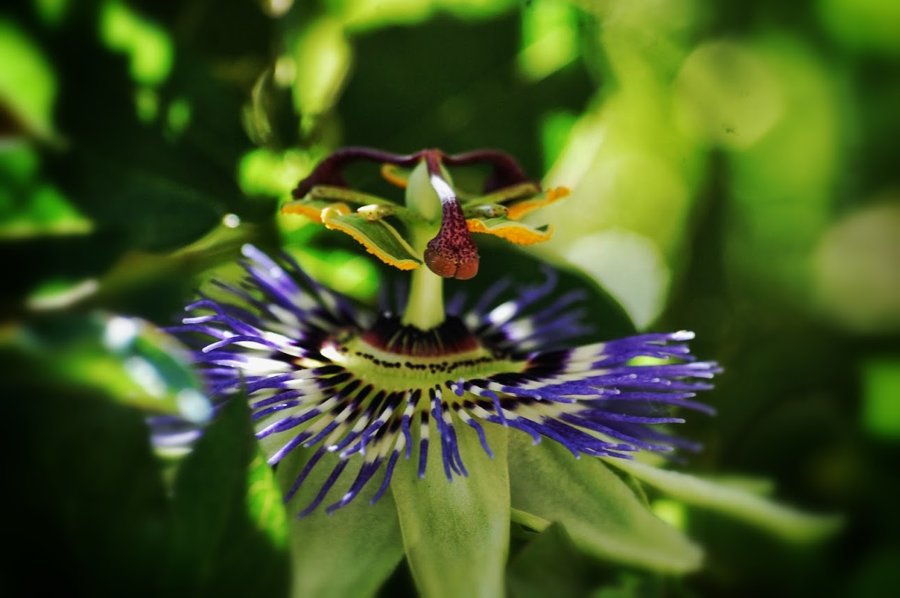 Passiflore ou fleur de la passion