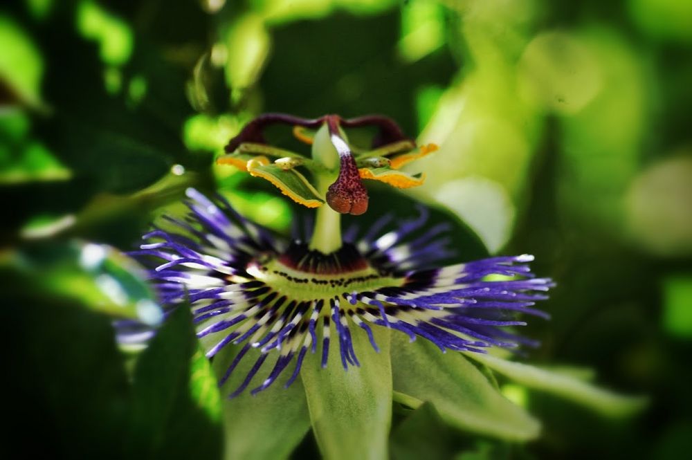 Passiflore ou fleur de la passion