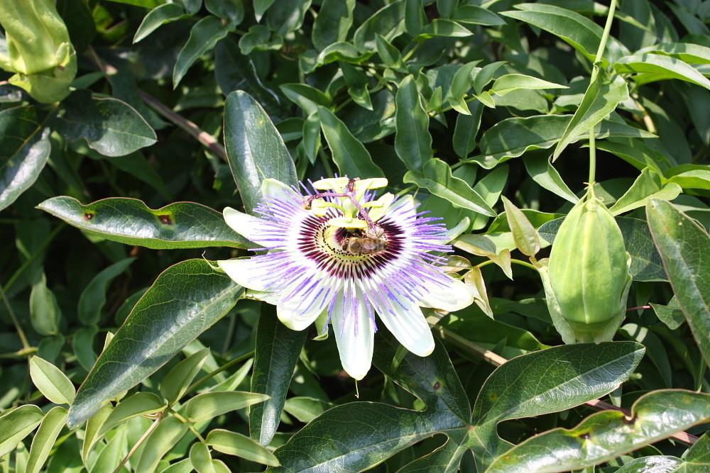 Passion flower