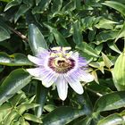 Passion flower