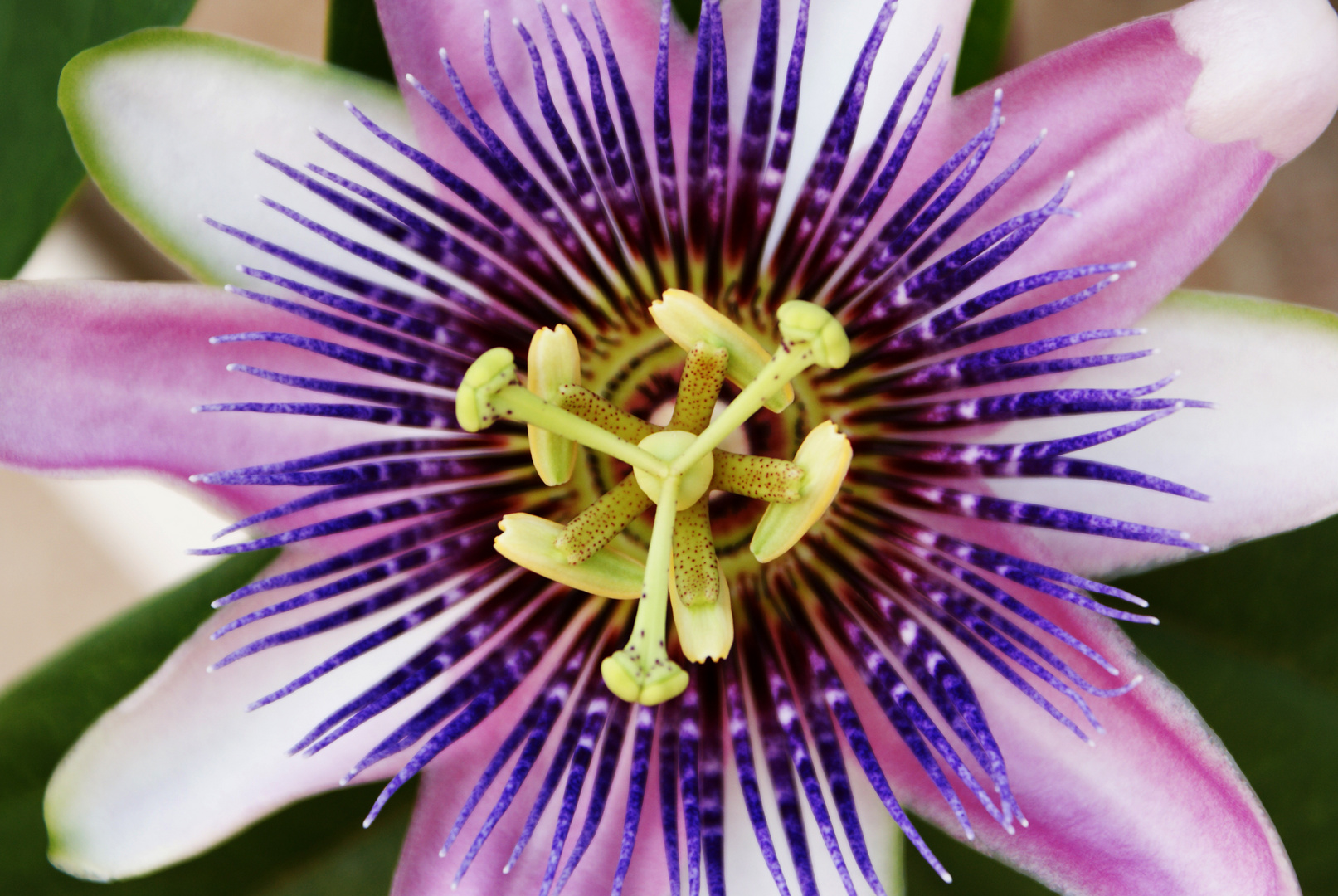 Passion flower