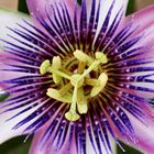 Passion flower