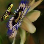 Passion Flower