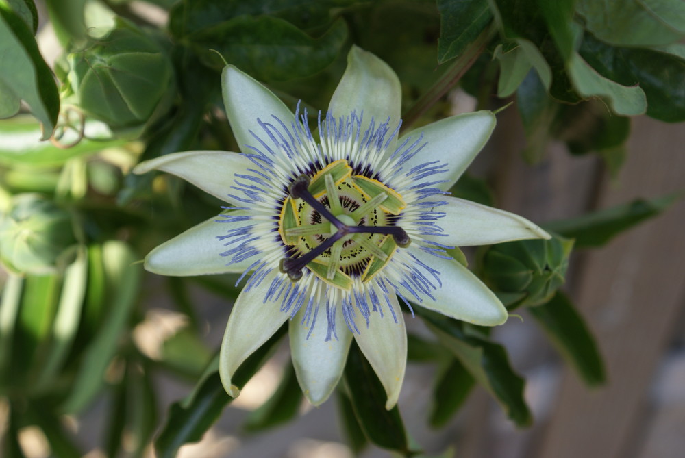 Passion Flower