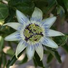 Passion Flower