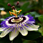 Passion Flower