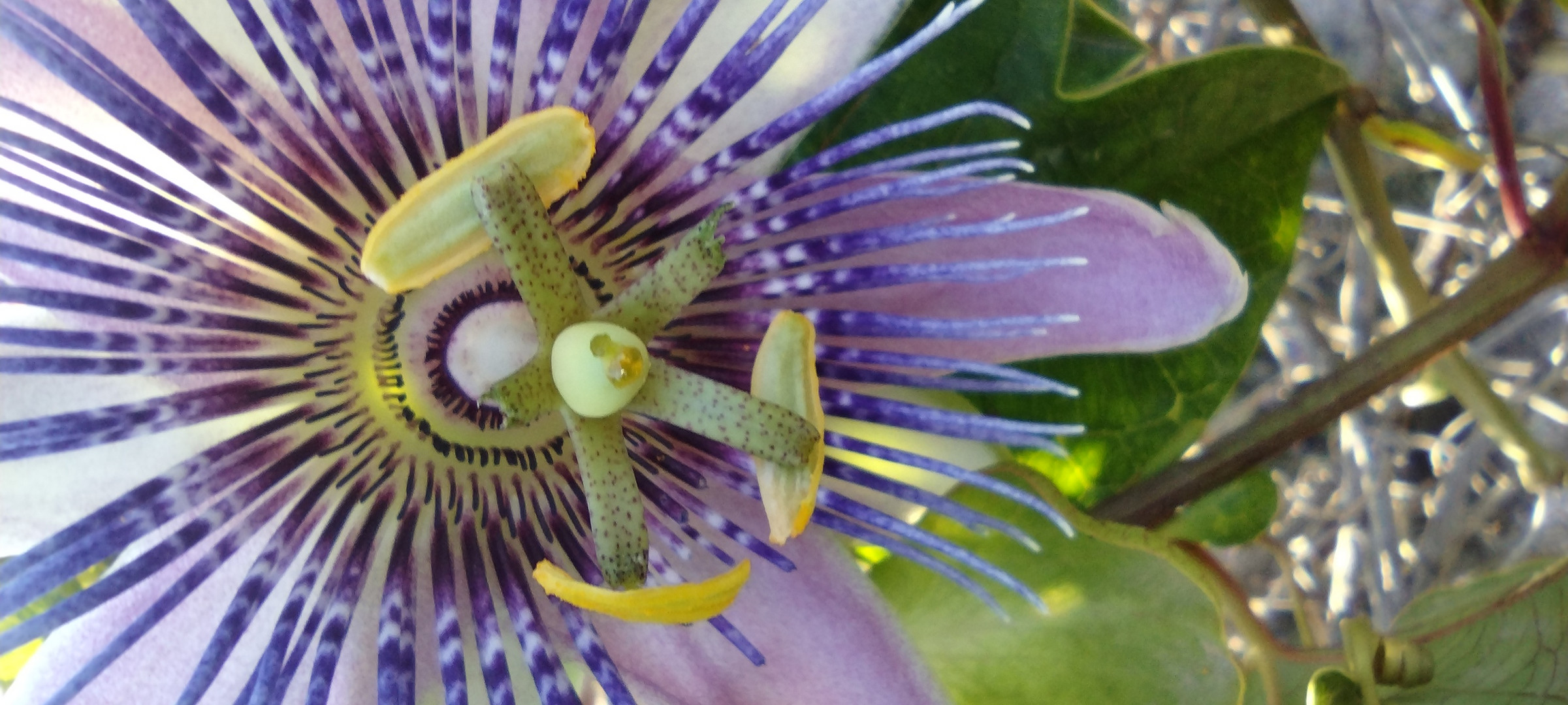 Passion flower 