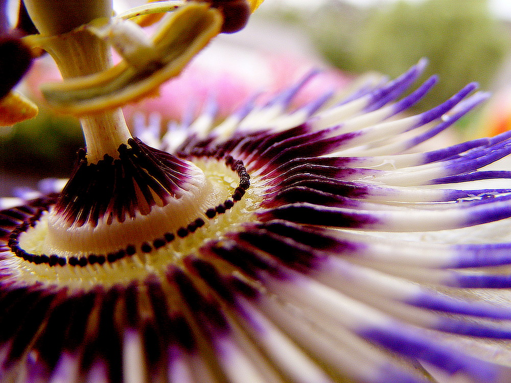 Passion flower