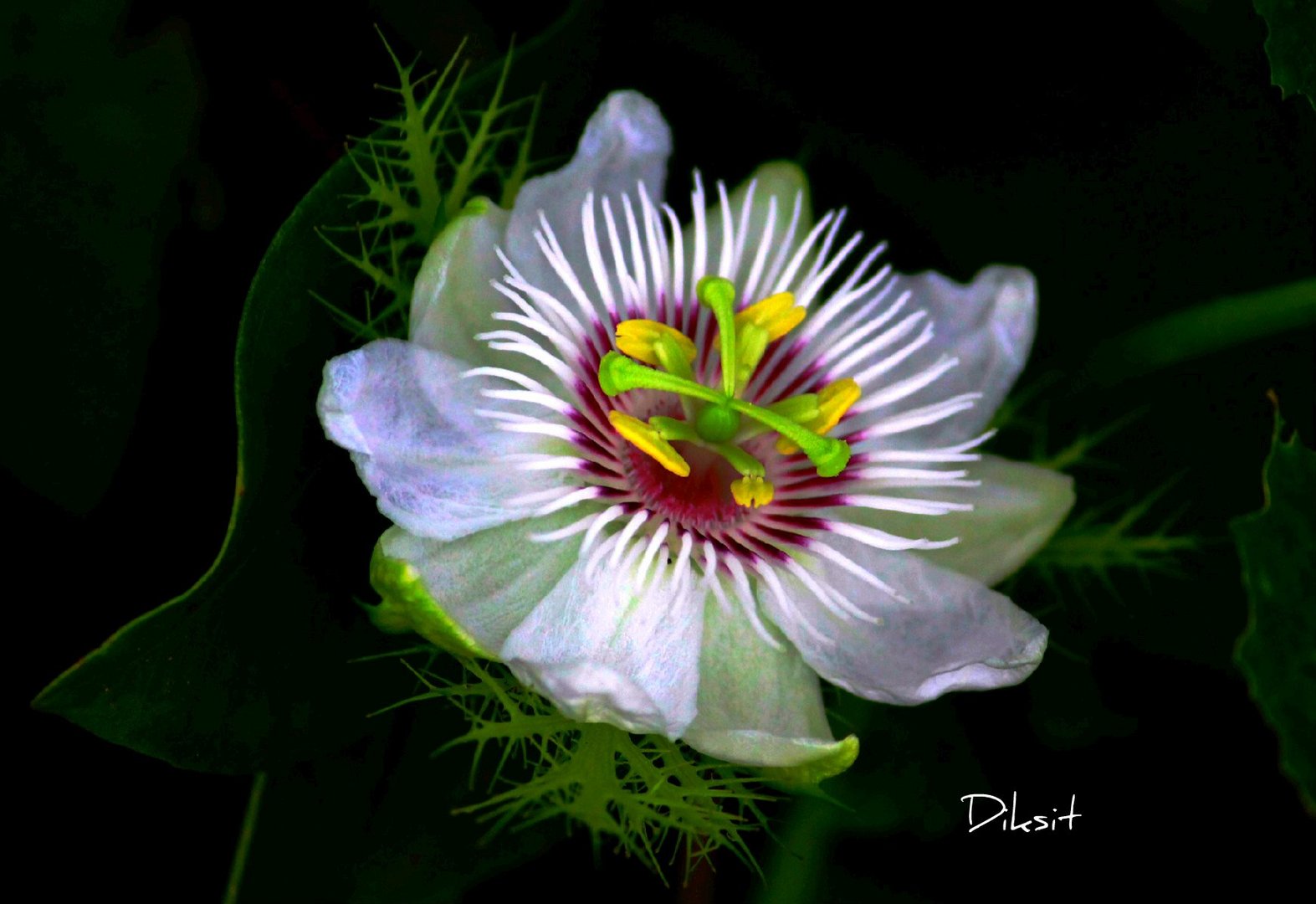 Passion Flower.