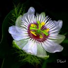 Passion Flower.