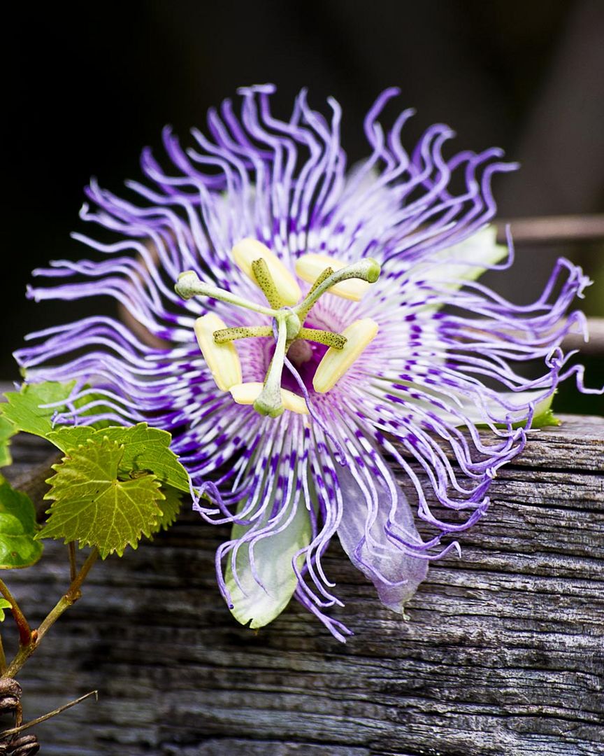 Passion Flower