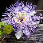 Passion Flower