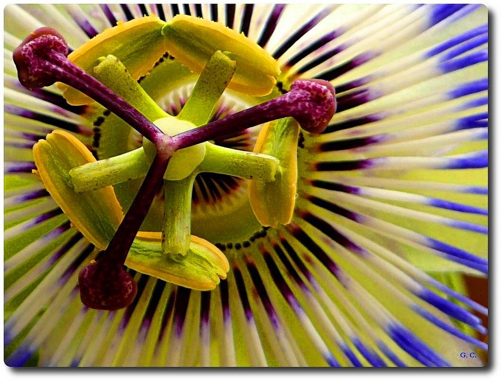 Passion flower