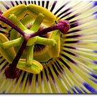 Passion flower