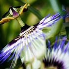passion flower - a satellite in his own cosmos