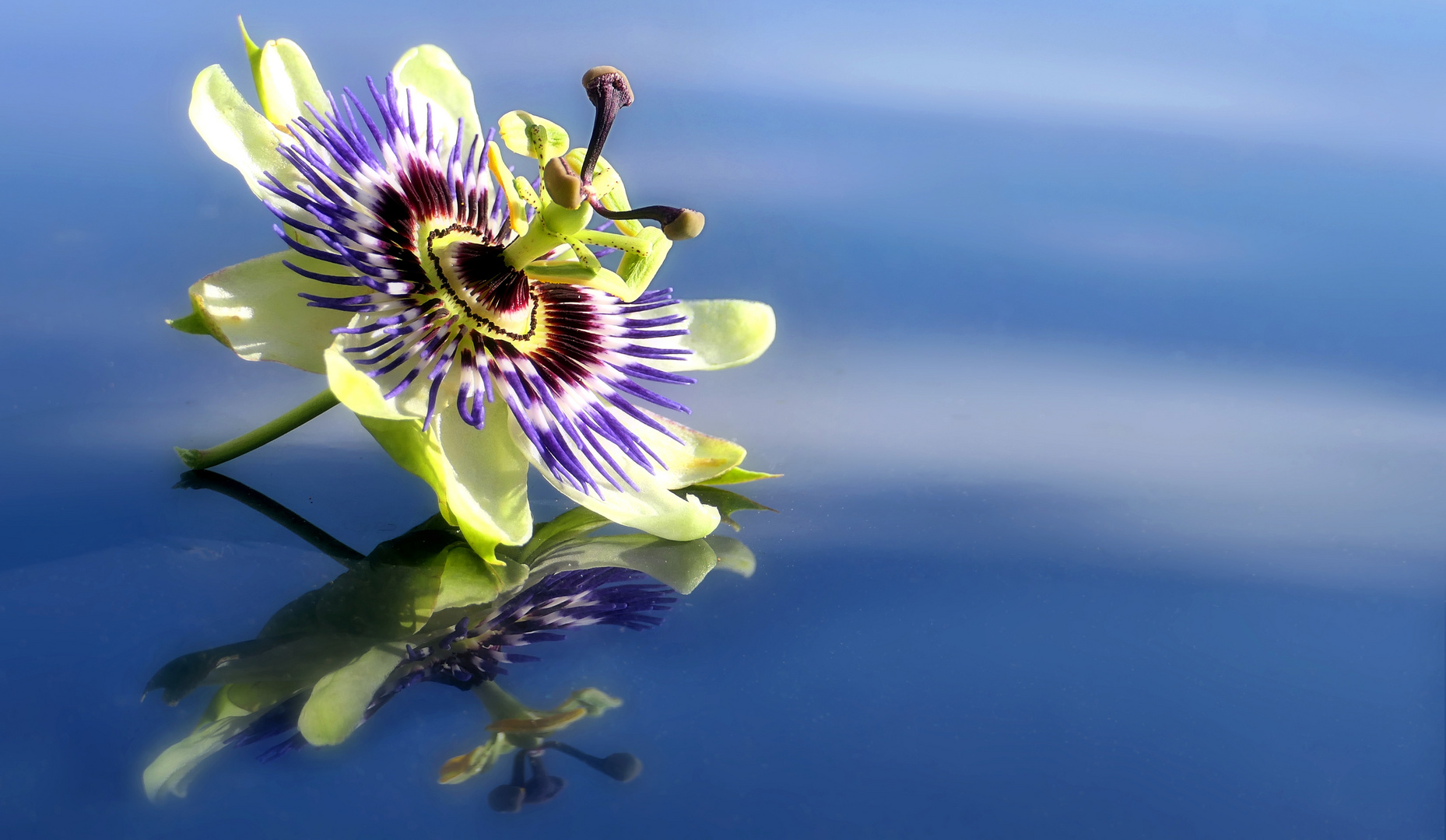 Passion flower