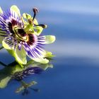 Passion flower