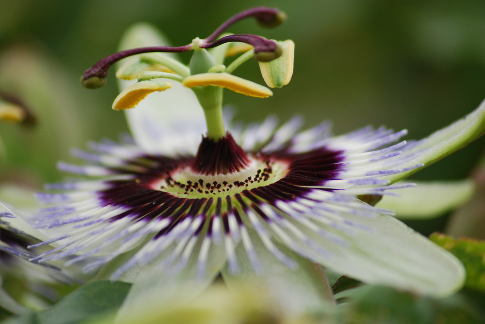 passion flower