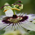 passion flower