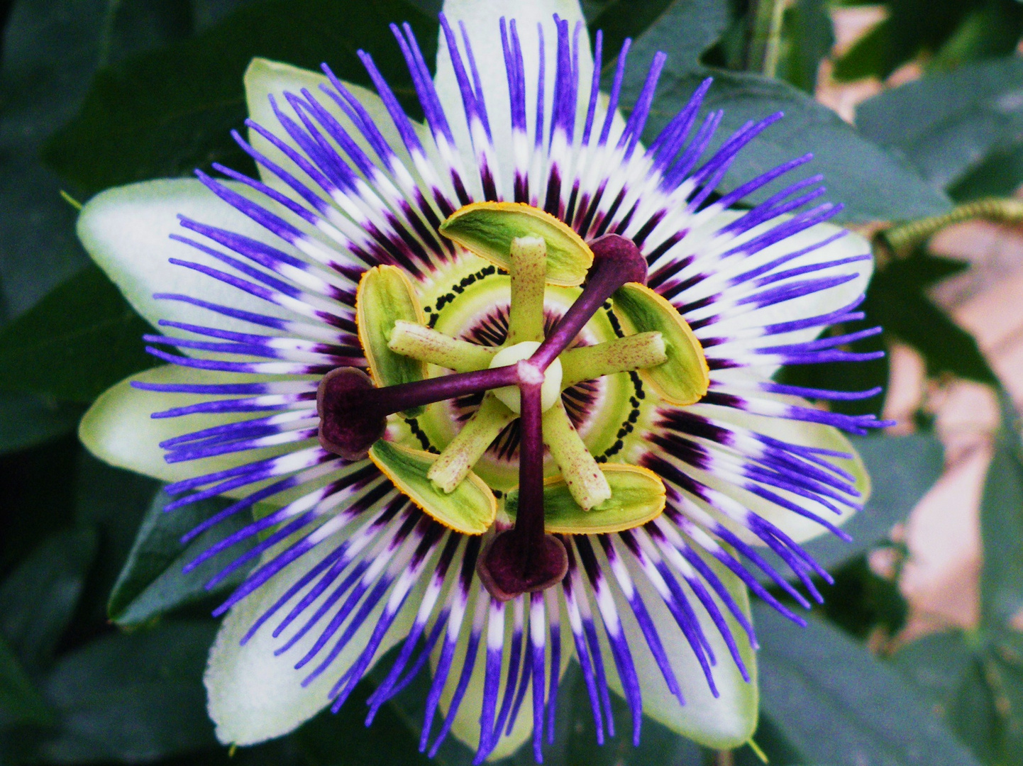 Passion flower