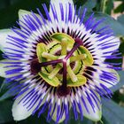 Passion flower