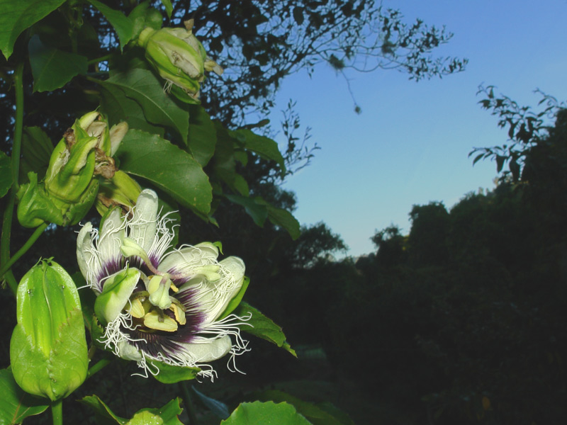 Passion flower