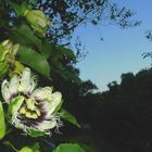 Passion flower