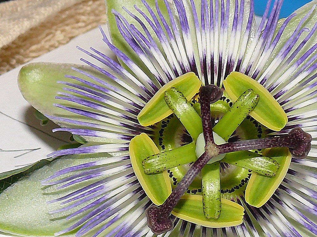 Passion flower