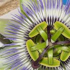 Passion flower