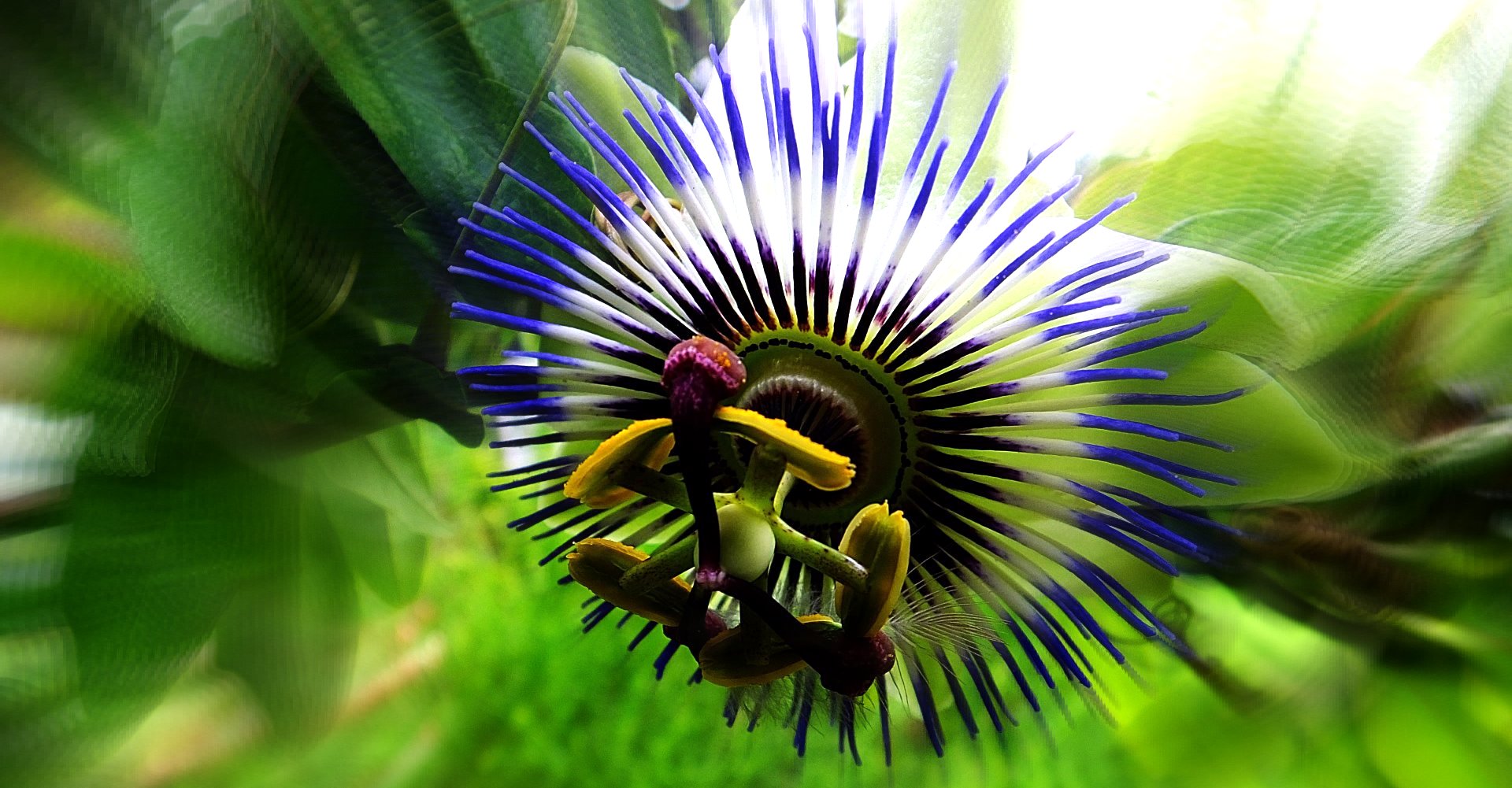 passion flower