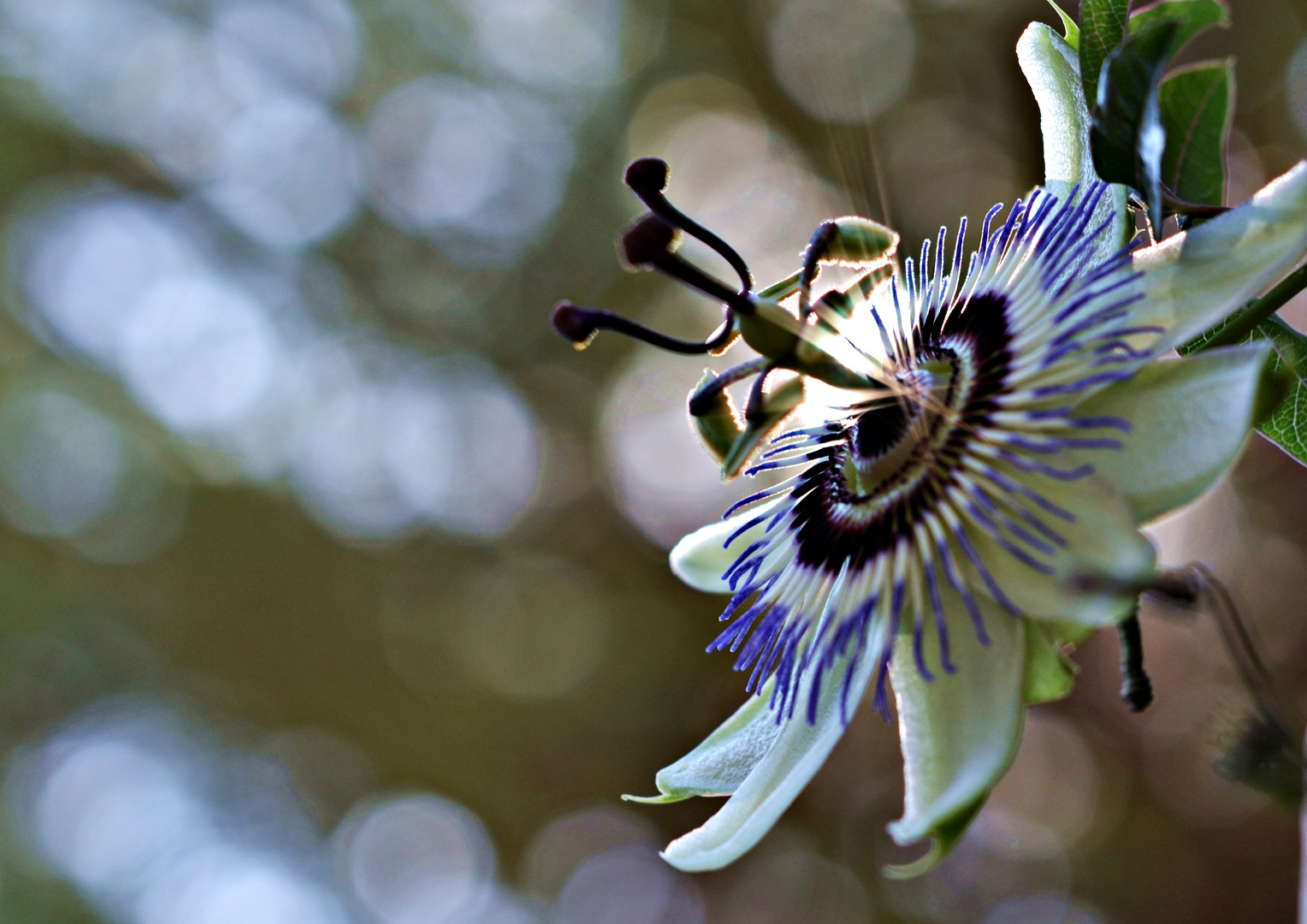 Passion Flower