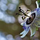 Passion Flower