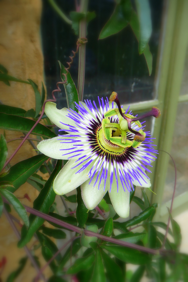 Passion Flower