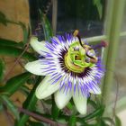 Passion Flower