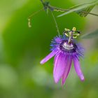 passion flower